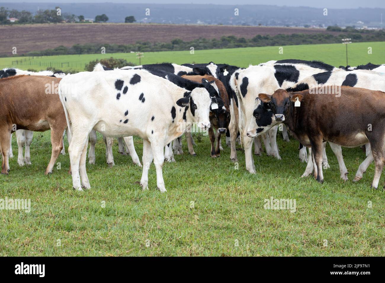 Una miscela di mucche da latte di Jersey e Holstein in un pascolo nella provincia orientale del Capo in Sudafrica Foto Stock