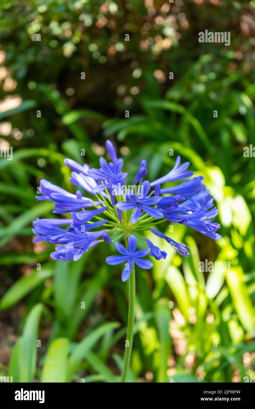 Agapanthus, bel fiore blu, primo piano. Infiorescenza viola in giardino con sfondo sfocato Foto Stock
