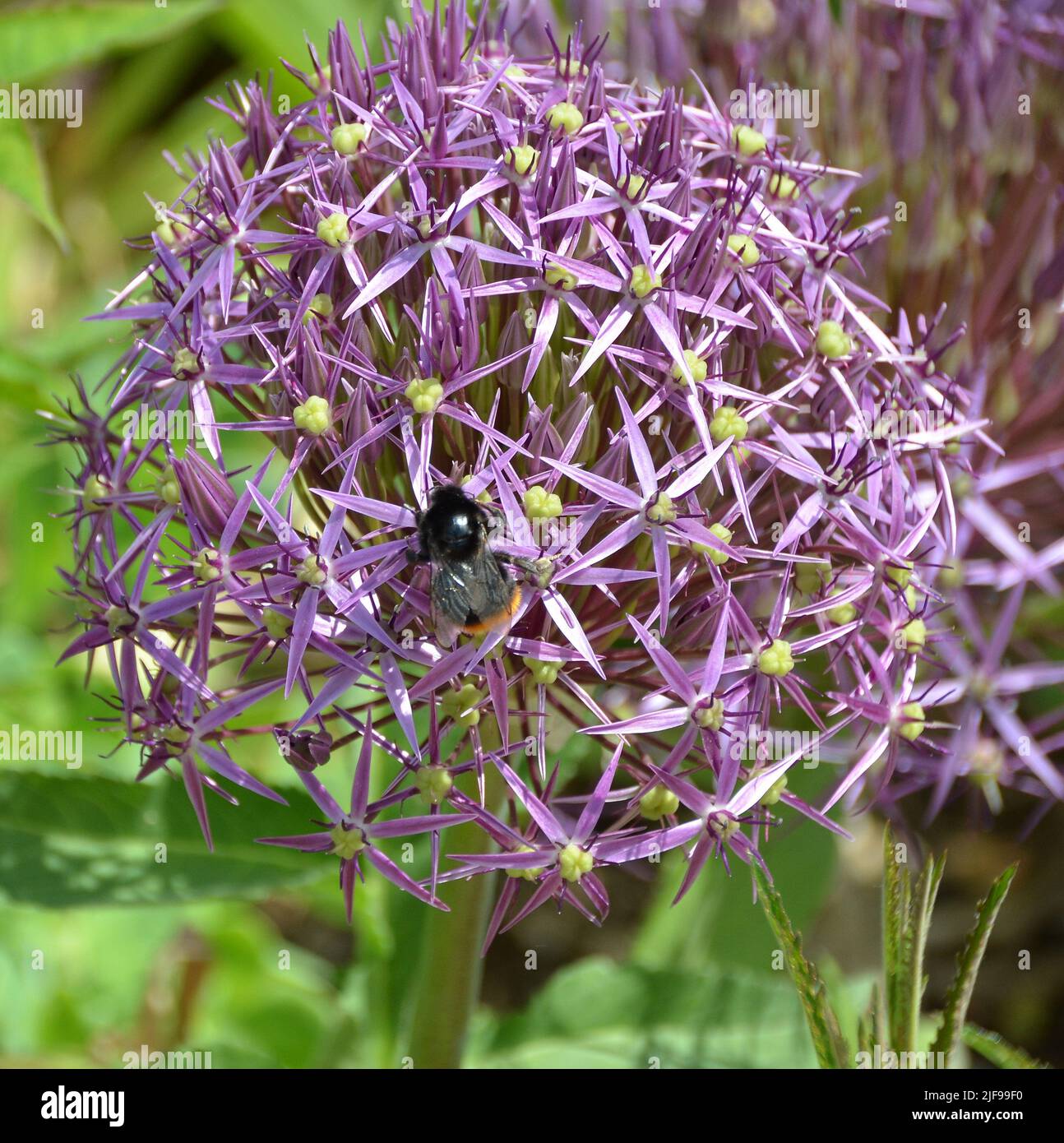 Stella di Persia 6 fiore viola a punta con impollinazione delle api (Allium cristophii) Foto Stock