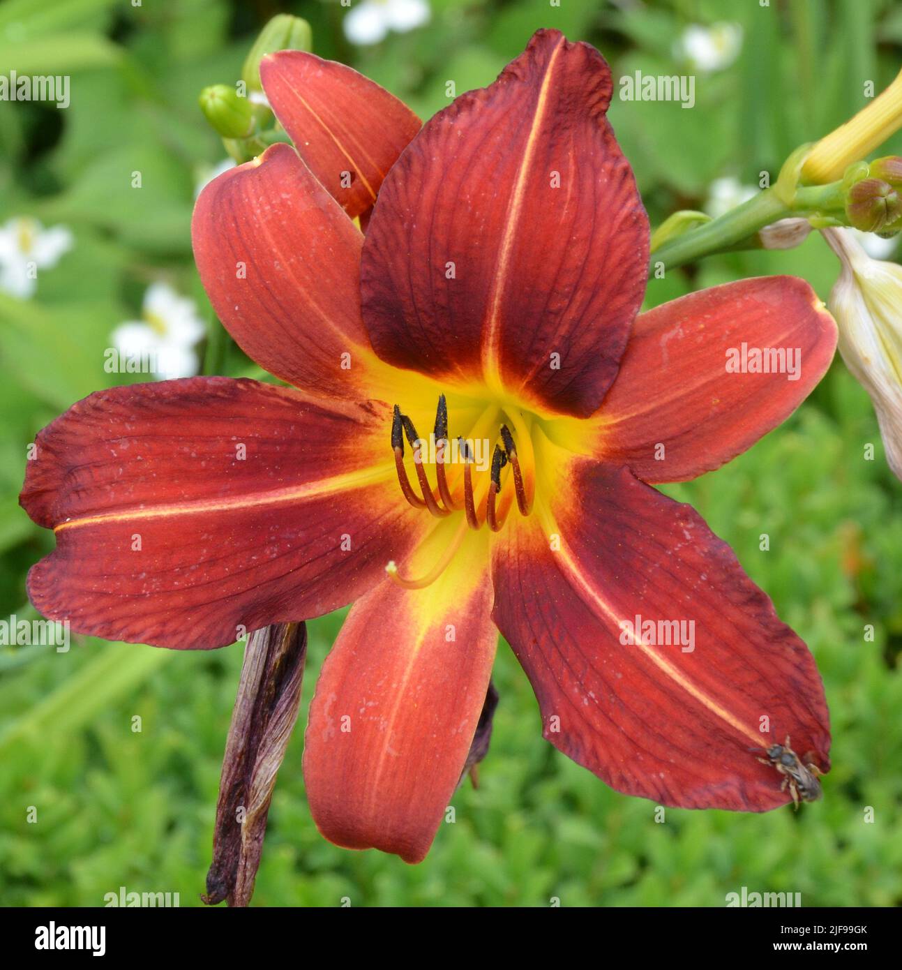 Giglio rosso rubino (Hemerocallis) Foto Stock