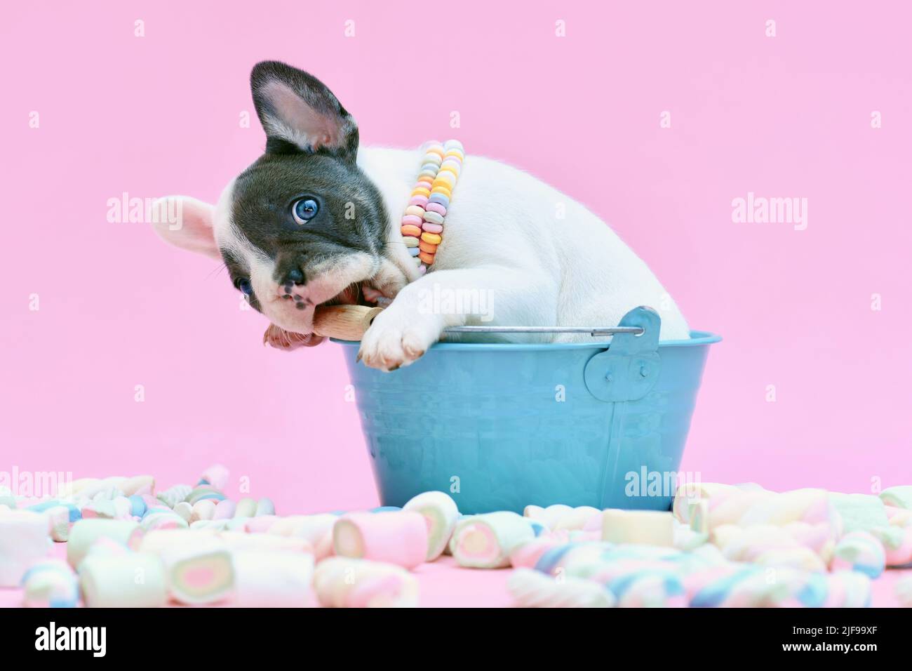 Divertente cucciolo di cane francese pied blu Bulldog in secchio nibbling sul manico su sfondo rosa con dolci marshmallow Foto Stock