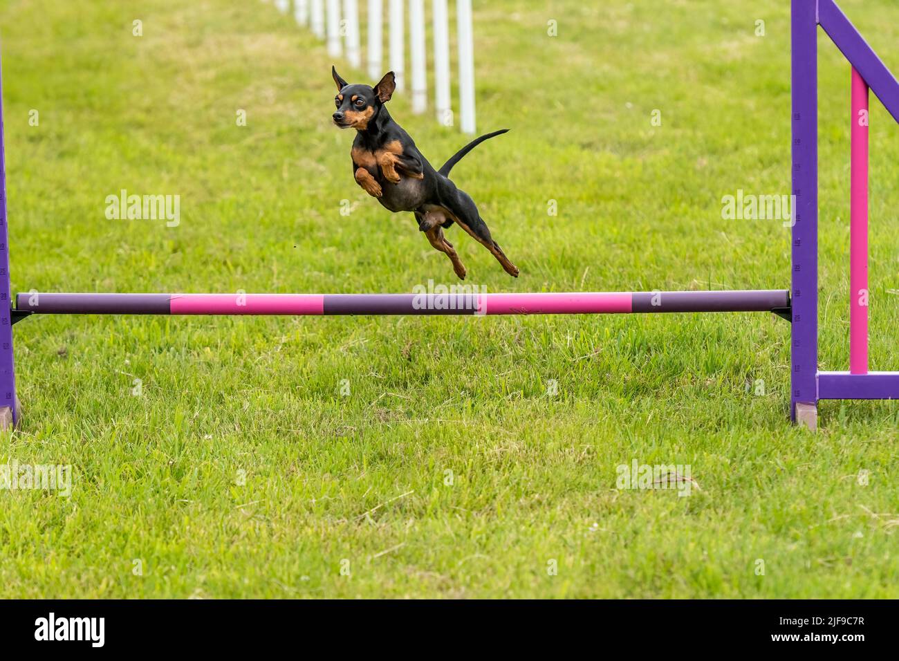 Il cane salta durante una competizione di agilità Foto Stock
