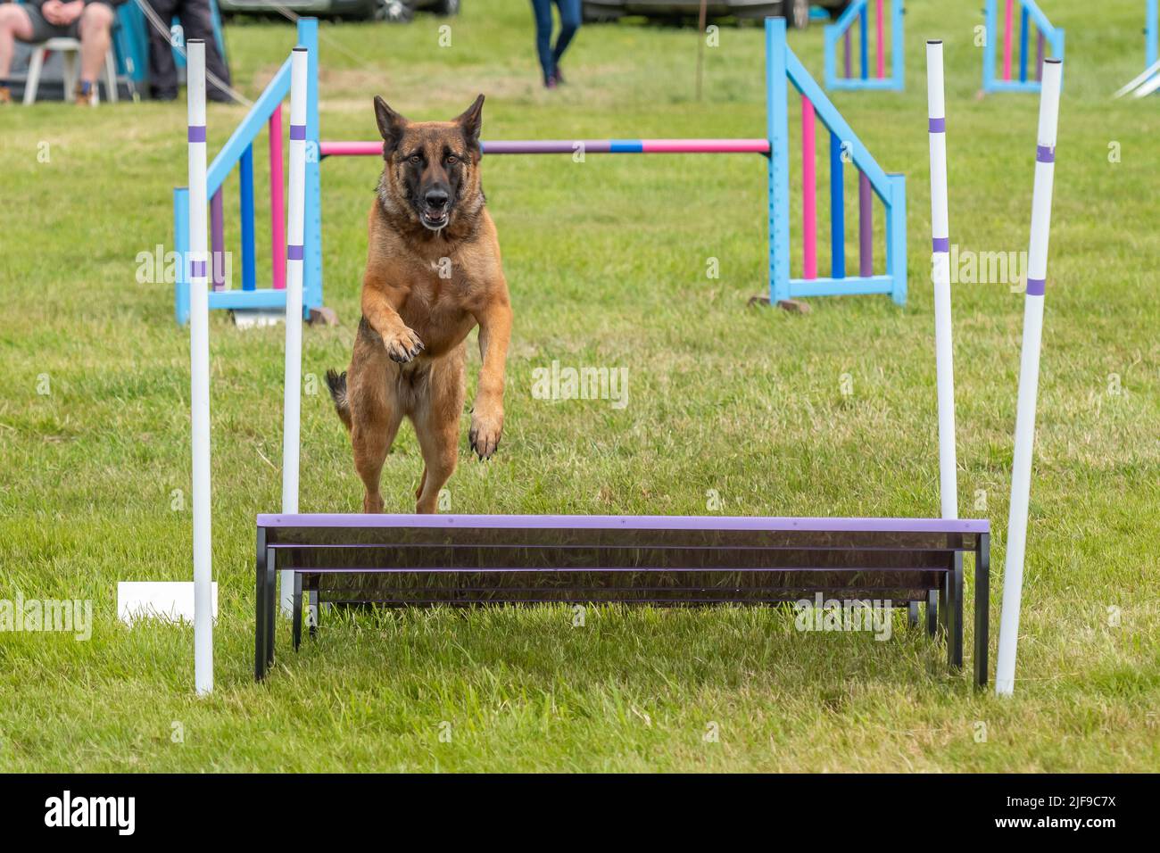 Il cane salta durante una competizione di agilità Foto Stock
