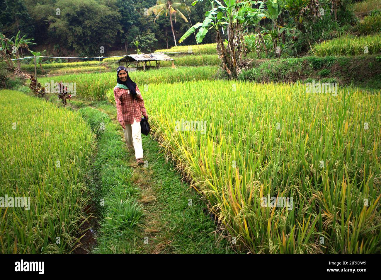 Una donna sorride quando fotografata, mentre cammina su un terrapieno tra risaie a Sumedang, Giava Occidentale, Indonesia. La produzione mondiale di riso dovrebbe aumentare del 13% entro il 2028 rispetto ai livelli del 2019. Tuttavia, si prevede che gli aumenti di resa limitino l'espansione dell'area coltivata. D'altro canto, la dieta passa dal riso alle proteine a seguito dell'aumento del reddito pro capite e si prevede che ridurrà la domanda in alcune regioni, secondo il panel intergovernativo sui cambiamenti climatici (IPCC) nella loro relazione del 2022. Foto Stock