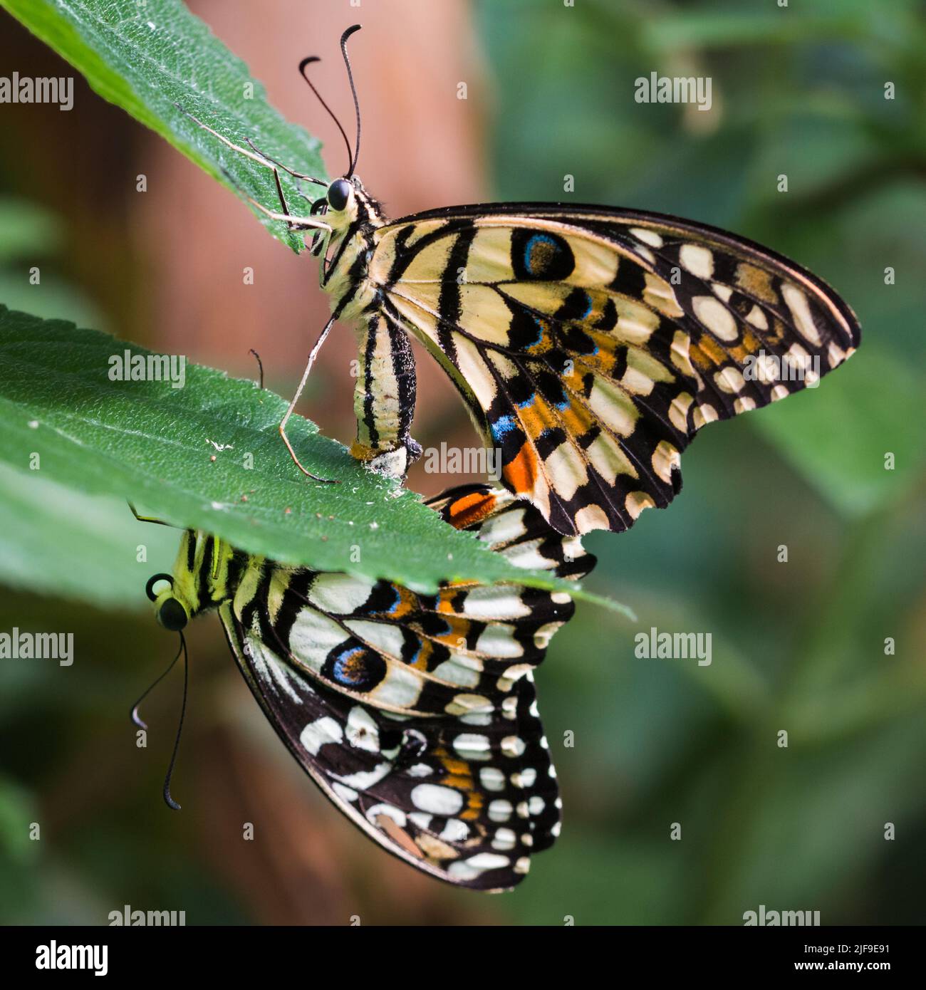 Queste sono farfalle di coda di rondine a scacchi. Sono anche conosciute come la farfalla di lime, la farfalla di limone e la coda di rondine di lime. Foto Stock