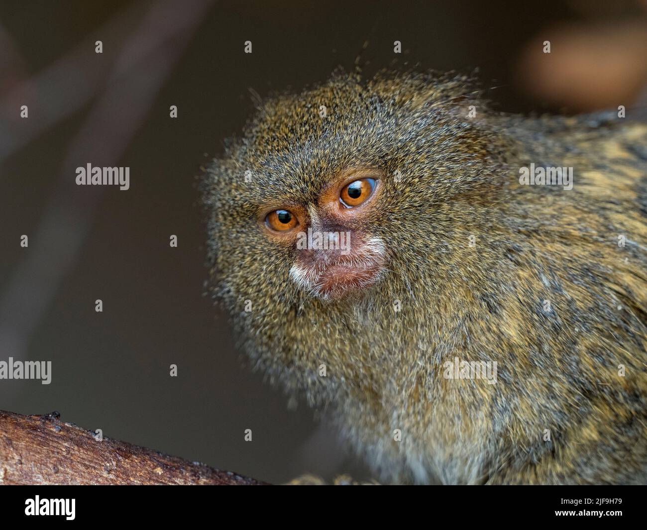 Marmoset in pygmy dalle decorazioni bianche Cebuella pygmaea uno dei primati più piccoli del mondo Foto Stock