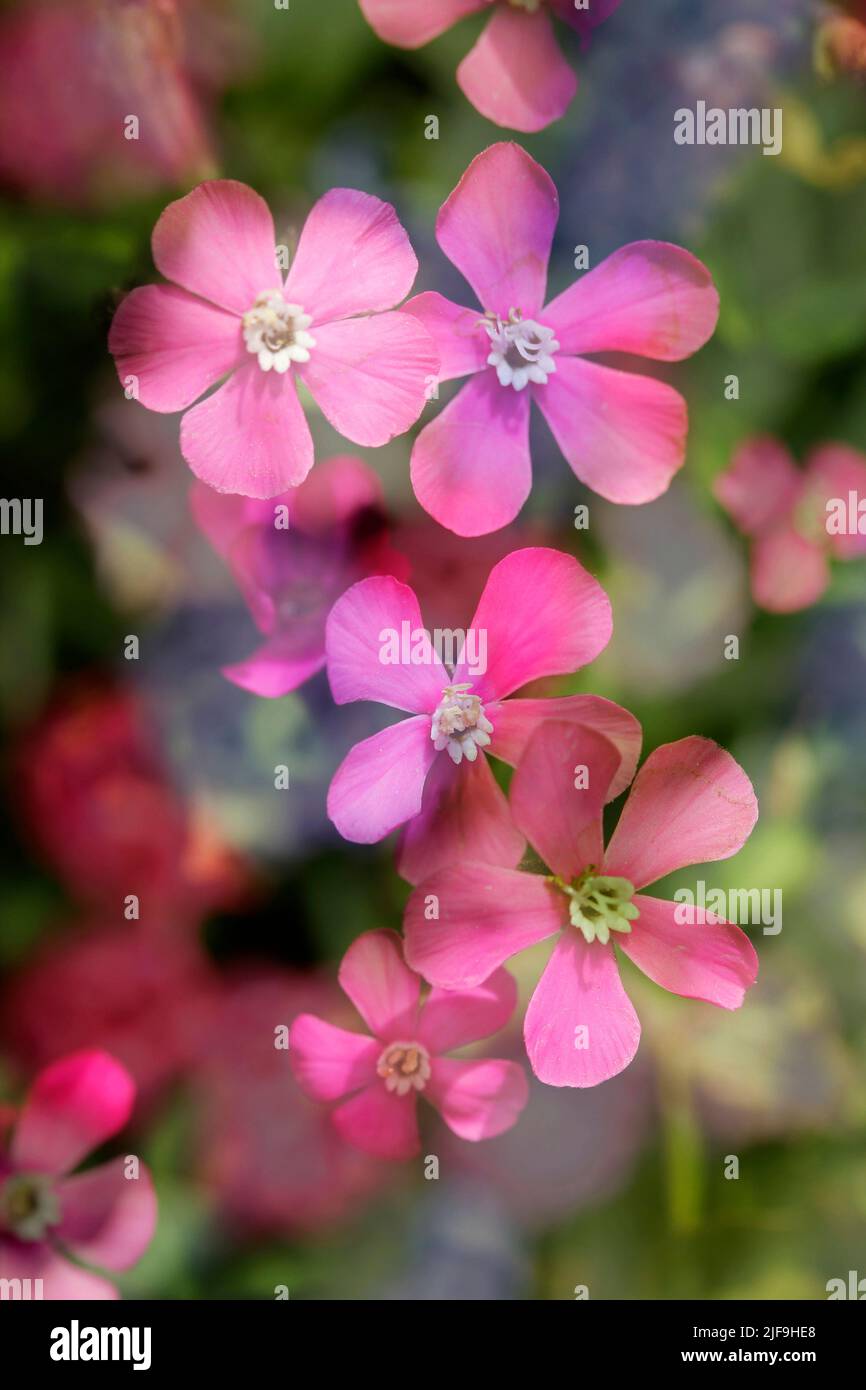 Silene sp. Foto Stock
