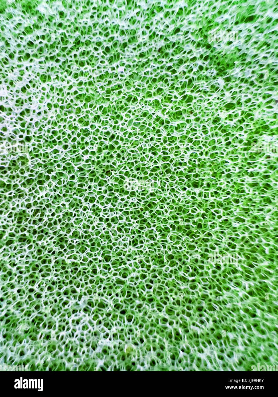 Immagine macro in primo piano delle celle della griglia del mop verde Foto Stock