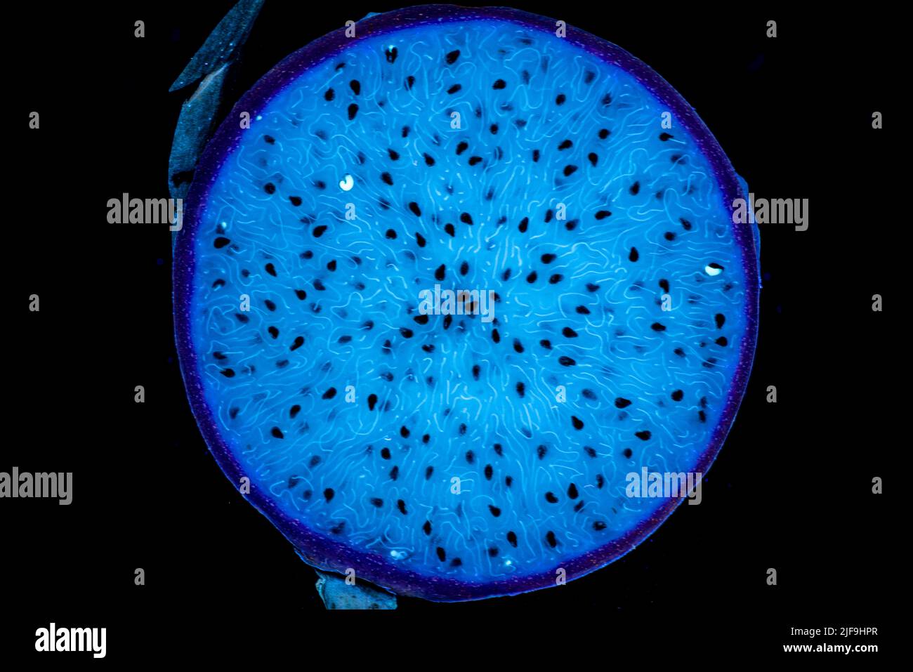 Drago frutta Selenicereus sp. - sezione di taglio. Fluorescenza in luce UV. Foto Stock