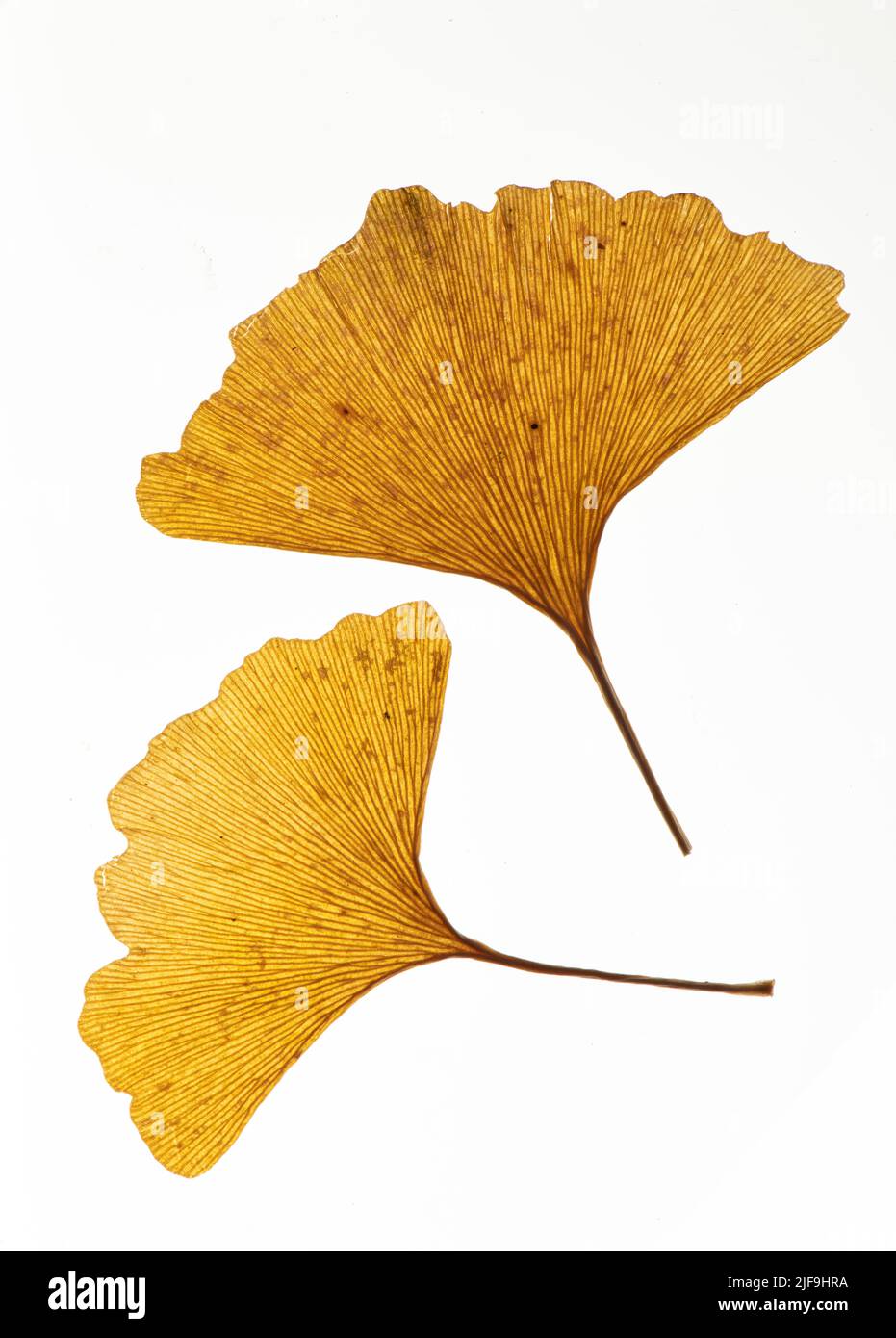 Foglie di Gingko: Ginkgo biloba. Transilluminate Foto Stock