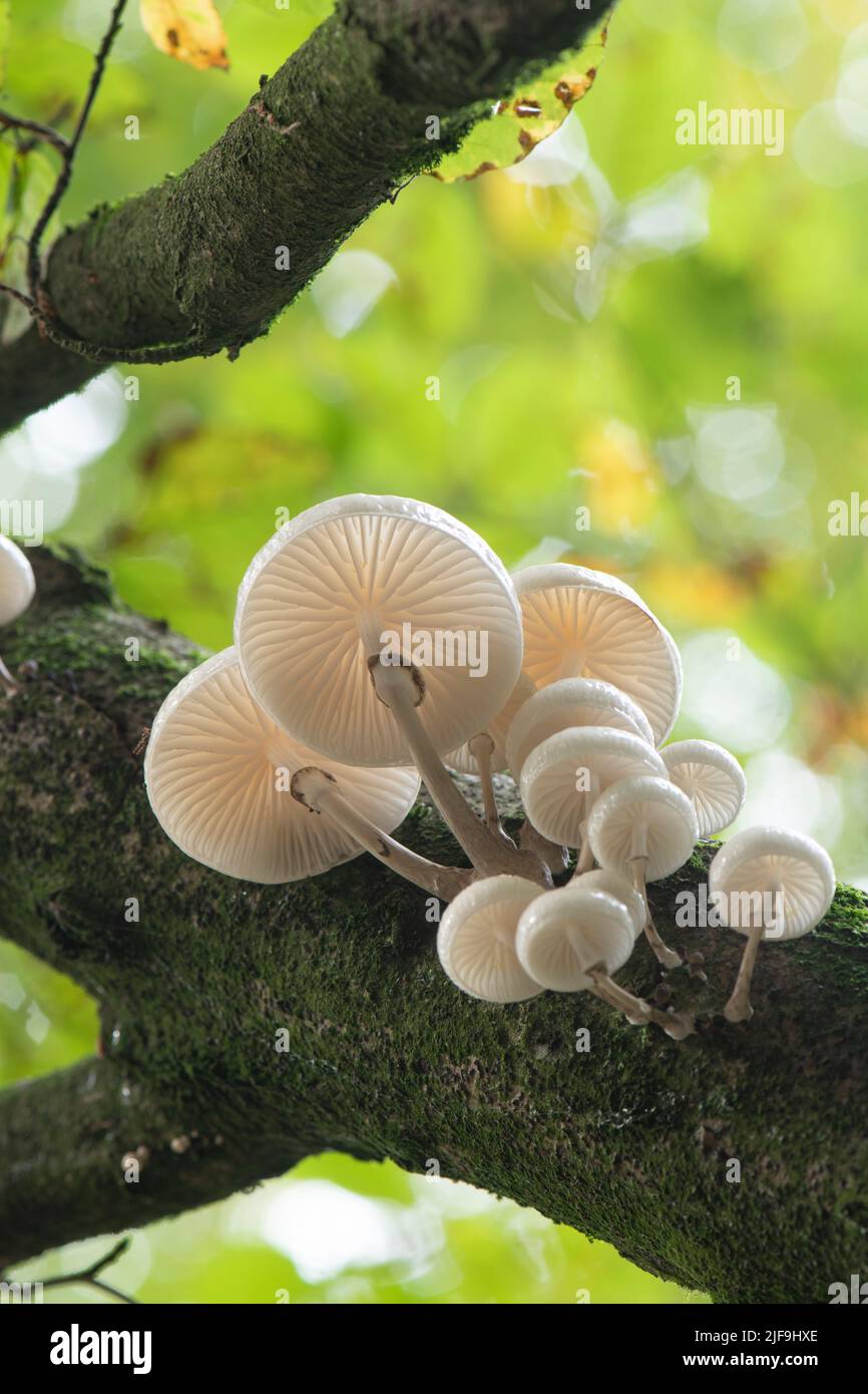 Porcellana Fungus: Oudemansiella mucida. Surrey, Regno Unito Foto Stock