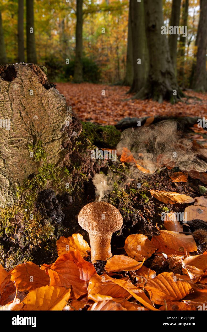 Palla a volo: Lycooperdon perlatum. Spore di scarico nel bosco di Faggio. Surrey, Regno Unito. Composito digitale. Foto Stock