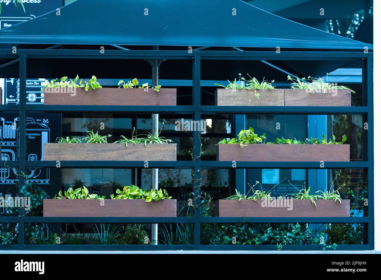 scatole di piantatrice, legno o legno, riempite di piante verdi, usate come decorazione esterna come schermo per la privacy di fronte ad un concetto di giardinaggio di edificio Foto Stock