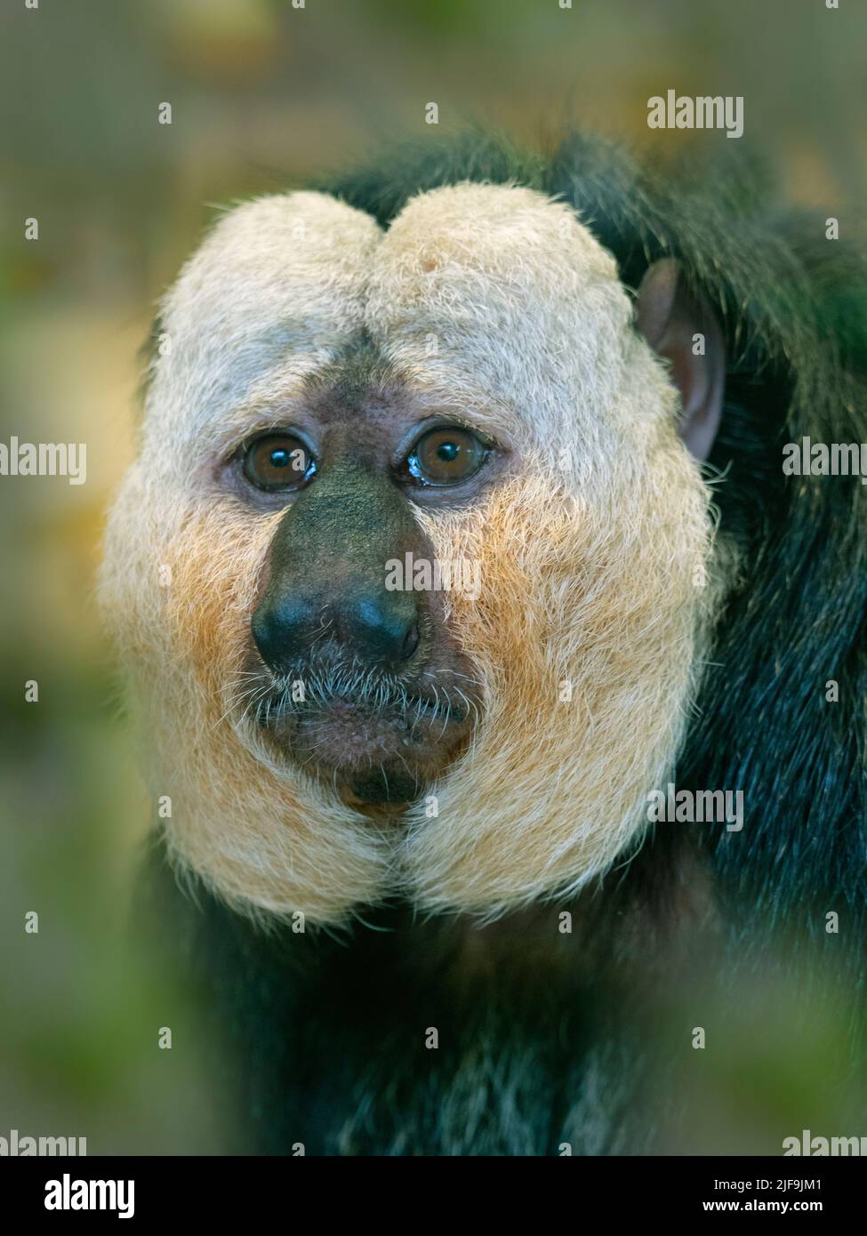 Di fronte bianco-saki Pithecia pithecia Captive ritratto Foto Stock