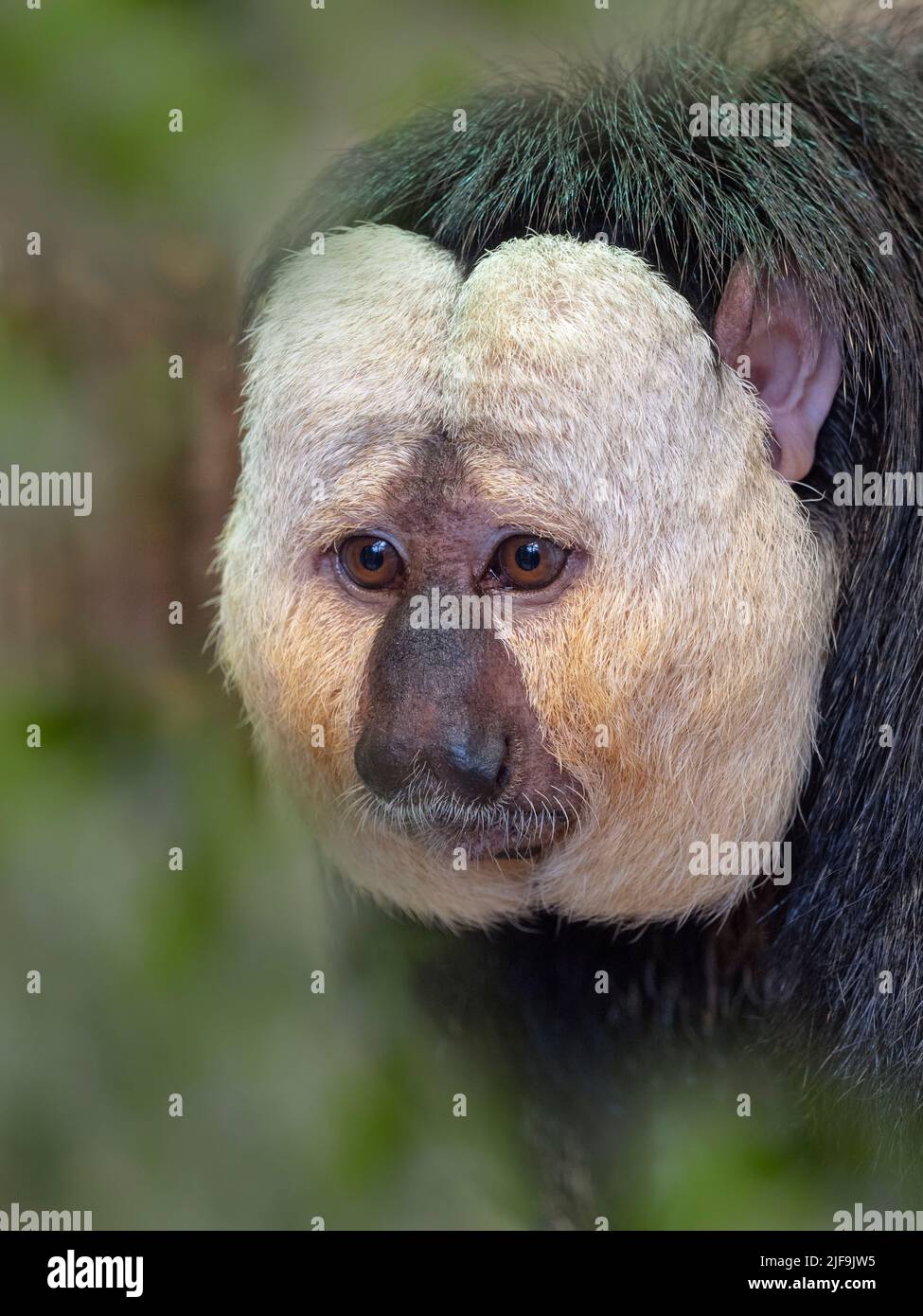 Di fronte bianco-saki Pithecia pithecia Captive ritratto Foto Stock