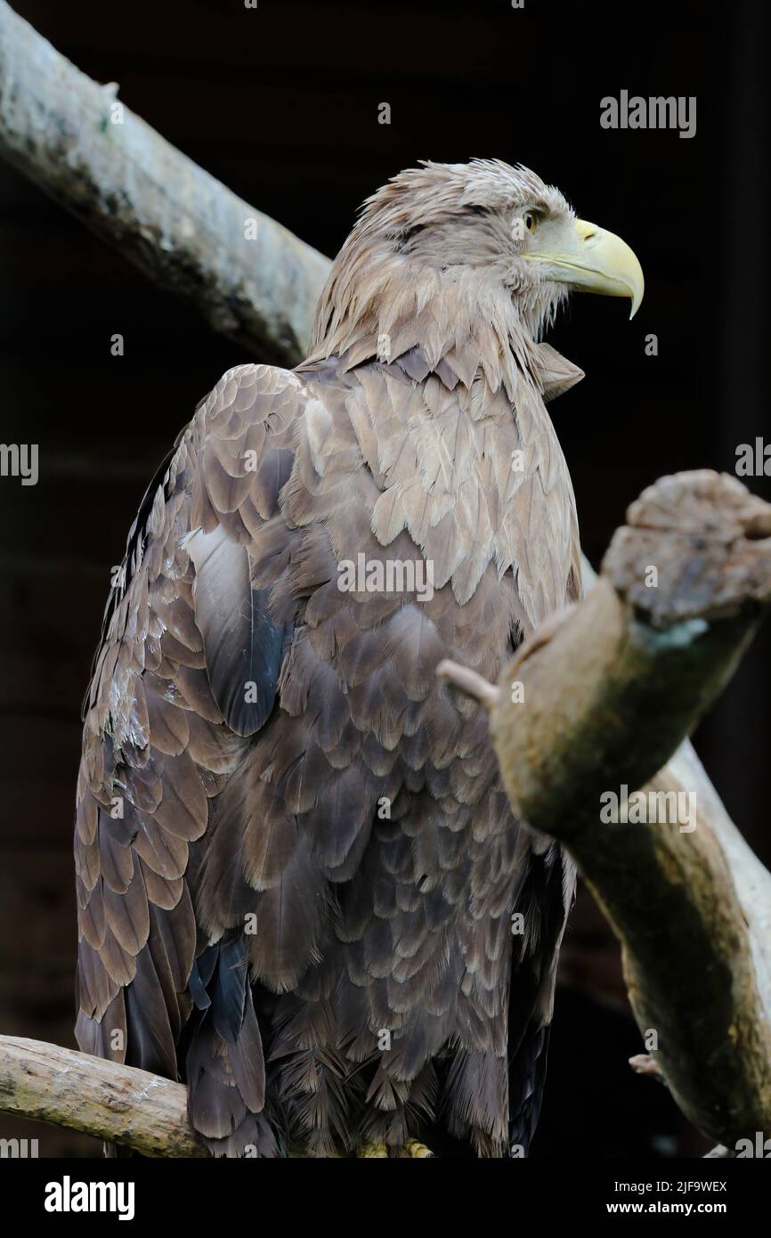 Grande aquila dalla coda bianca, ritratto di un uccello. Bellissima aquila bianca in piedi in una gabbia allo zoo. Foto Stock