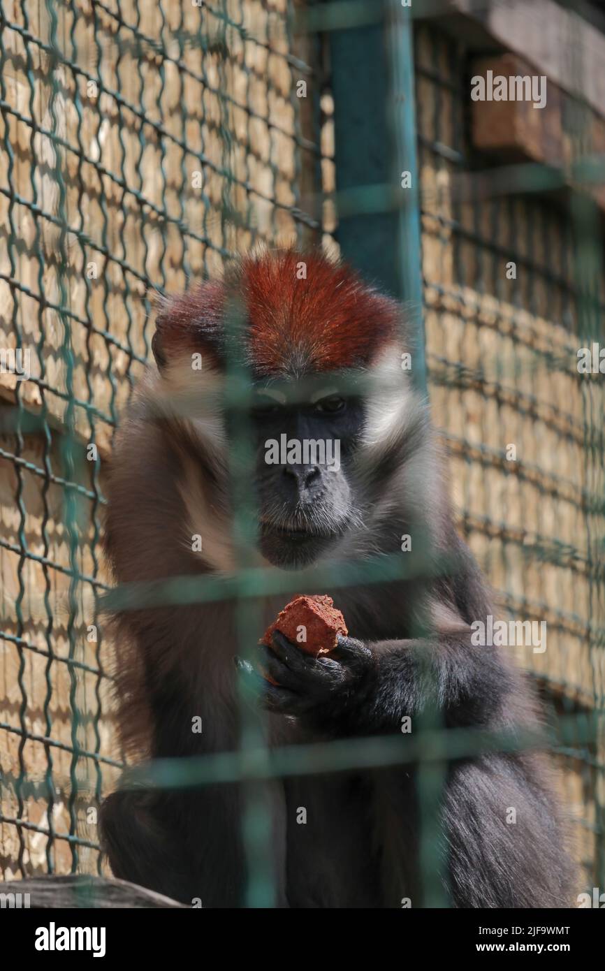 Primo piano ritratto anteriore di bianco collared mangabey Cercocebus torquatus, rosso capped mangabey guardando la macchina fotografica e mangiare, basso angolo di visione. Una rossa-heade Foto Stock