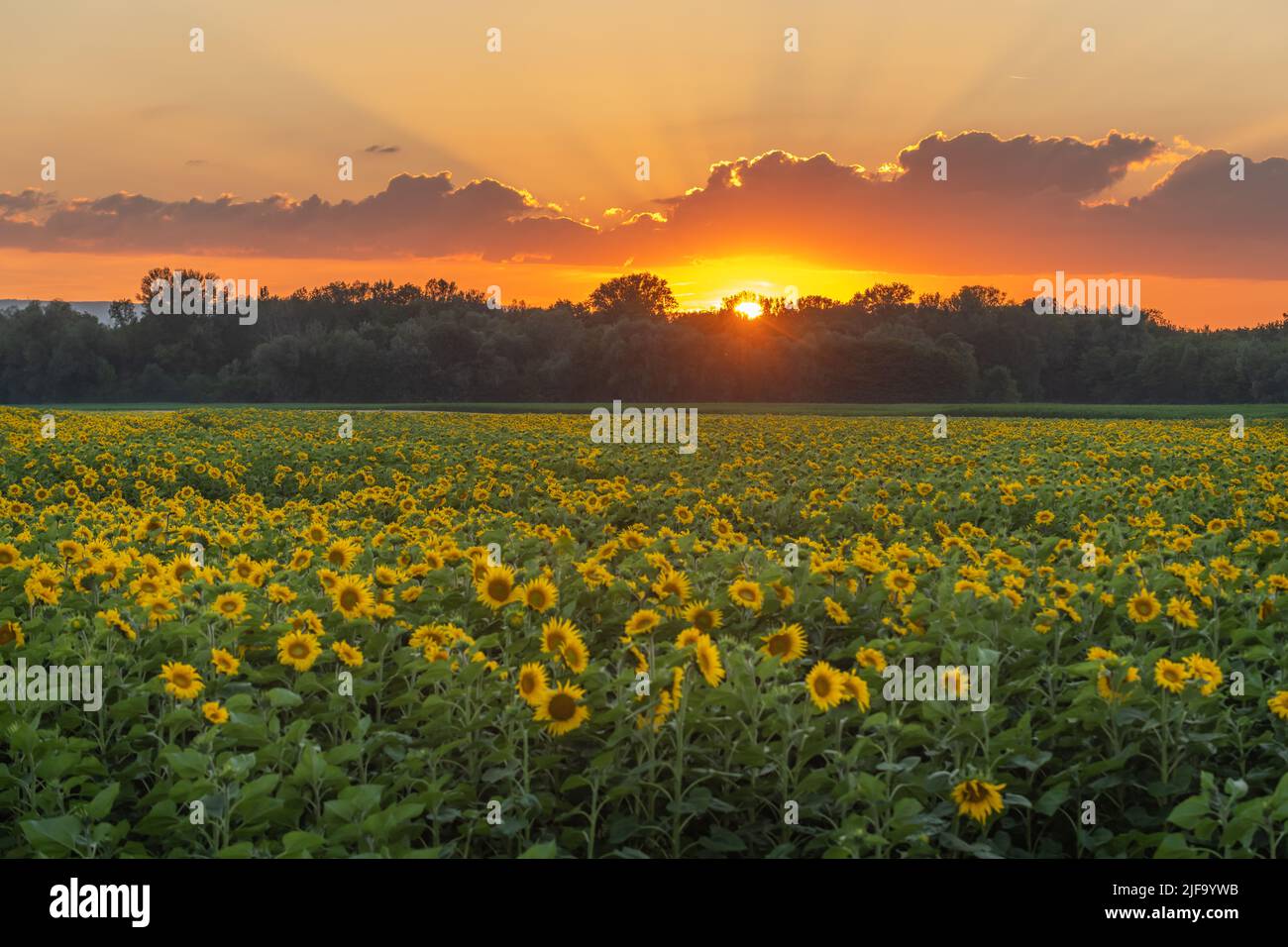 Campi di girasoli o sole al tramonto (Helianthus annuus) coltivati per i suoi semi commestibili, farina e olio. Alsazia, Francia. Foto Stock