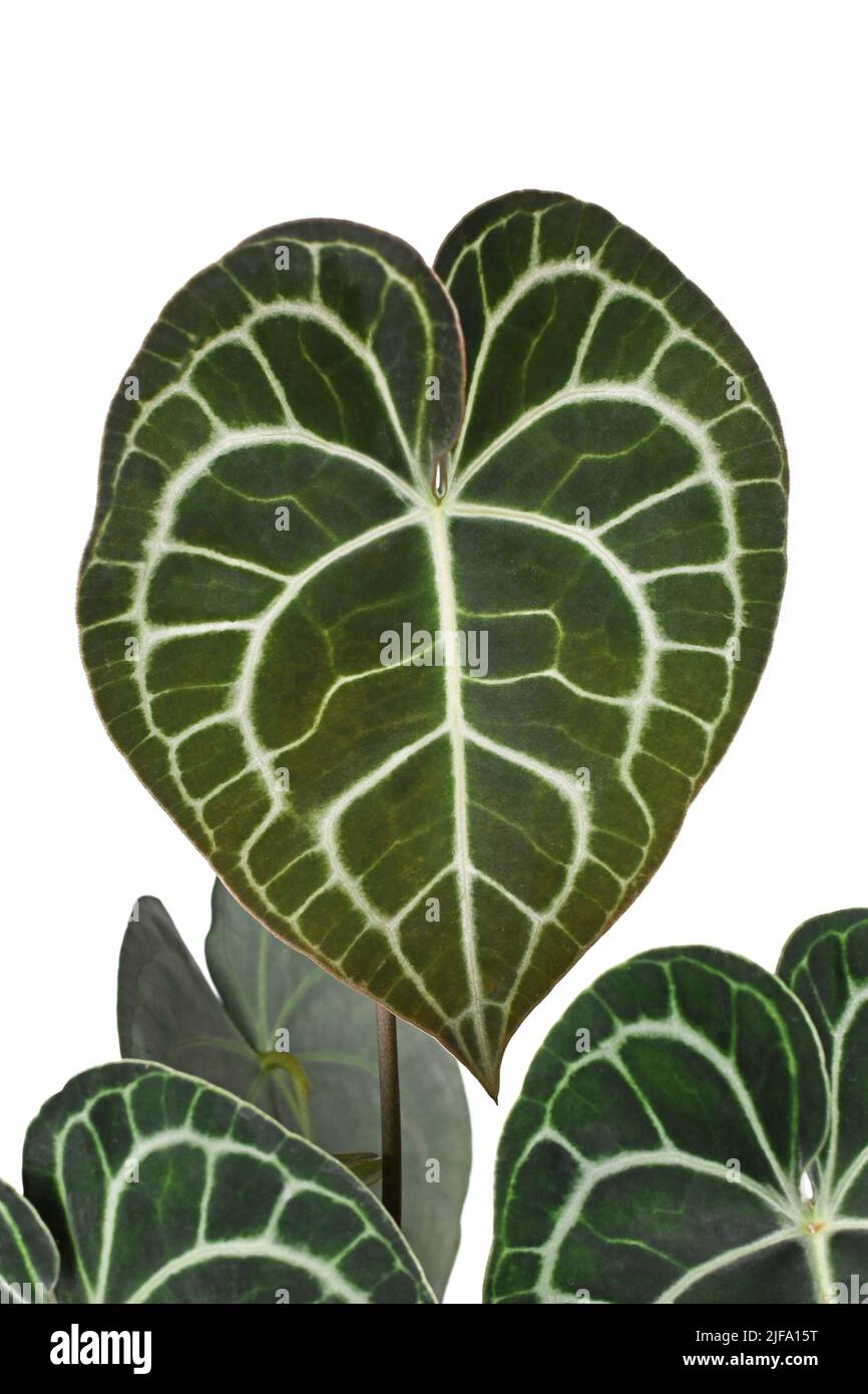 Bella foglia di pianta tropicale 'Anthurium Clarinervium' con motivo merletto su sfondo bianco Foto Stock