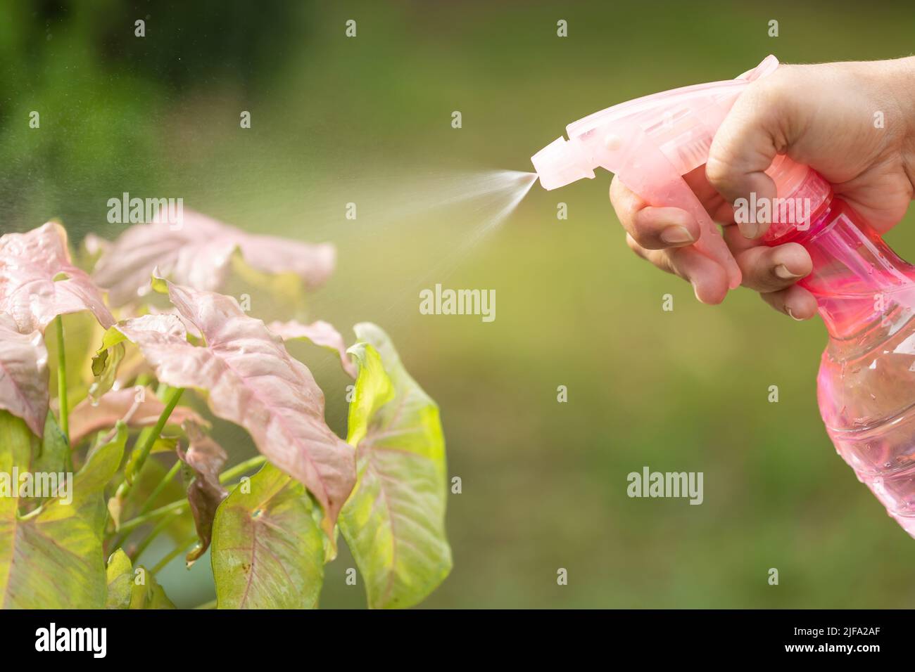 Chiudere la mano utilizzando spray rosa per innaffiare la pianta al mattino. Foto Stock