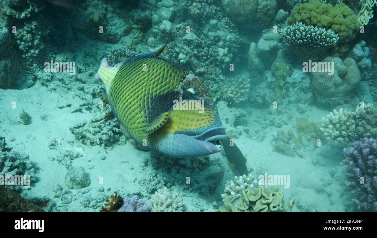 Pesce trigger sulla barriera corallina. Titan Triggerfish (Balistoides viridescens) primo piano, colpo sottomarino. Mar Rosso, Egitto Foto Stock