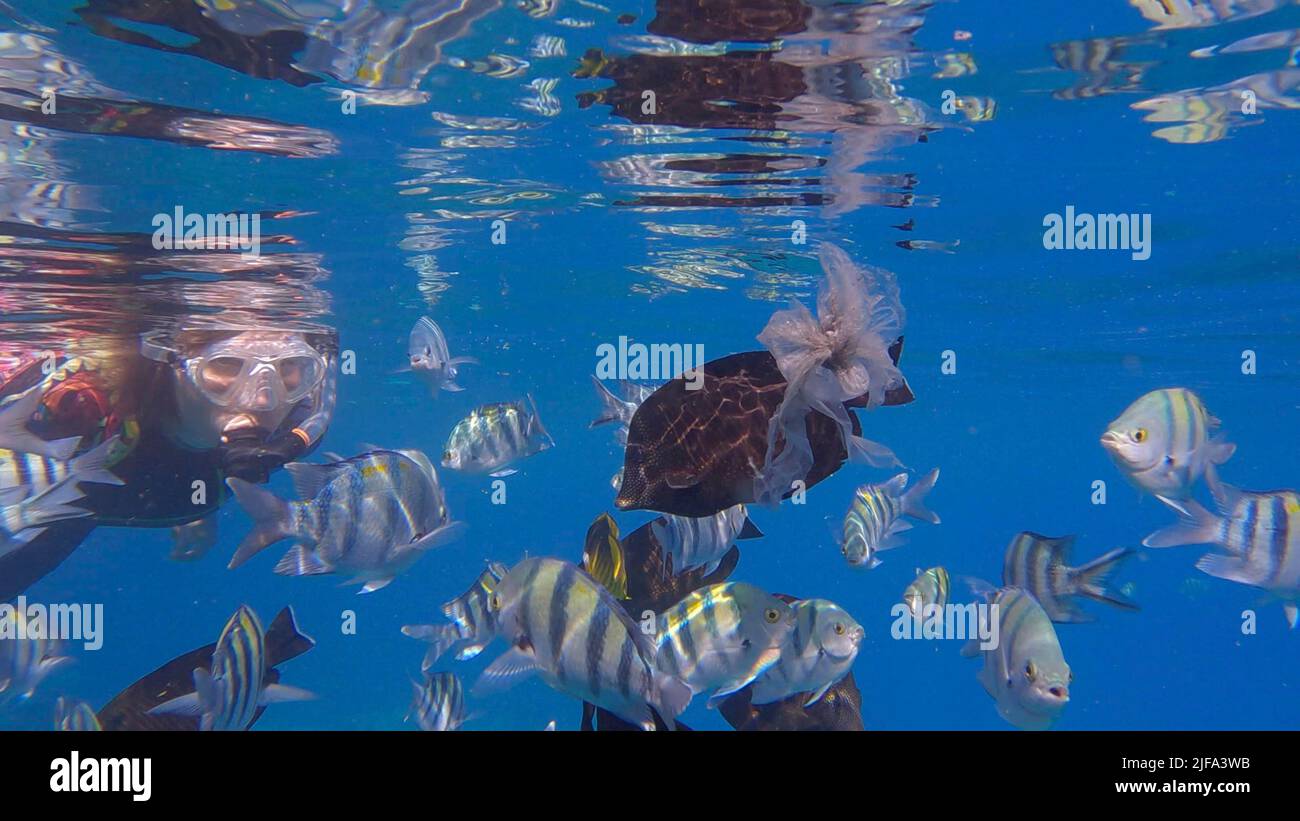 La donna in attrezzatura subacquea nuota sulla superficie dell'acqua e guarda la vita marina. Una donna che fa snorkeling nuota sott'acqua e guarda i tropici Foto Stock