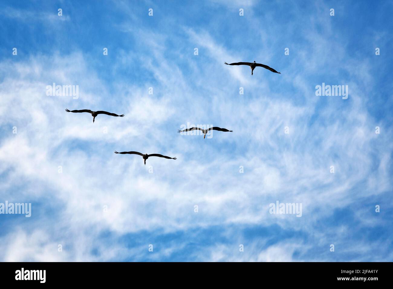 Quattro gru comuni volanti (Grus grus), migrazione di uccelli, sagome in un cielo leggermente nuvoloso, testo libero spazio, Gotland Island, Svezia Foto Stock