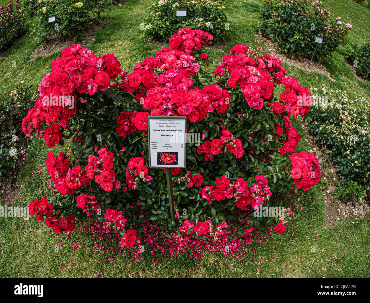 Rose Bush, Golden Rose di Baden-Baden, vincitore del premio 2022, Rose Garden, Baden-Baden, Baden-Wuerttemberg, Germania Foto Stock