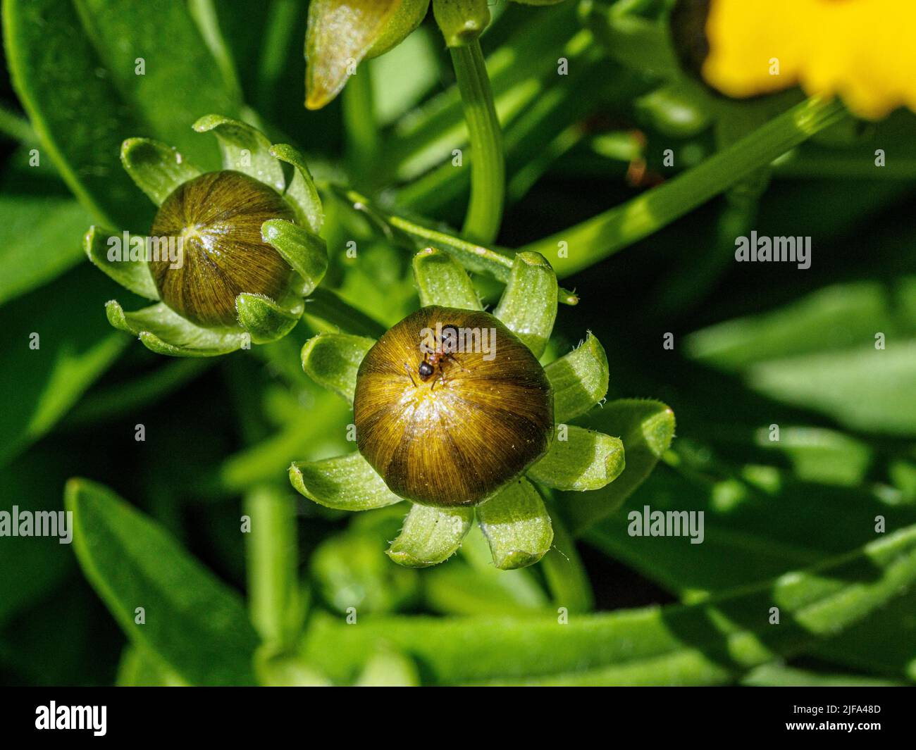 Formica sul fiore, primo piano, Baden-Baden, Baden-Wuerttemberg, Germania Foto Stock