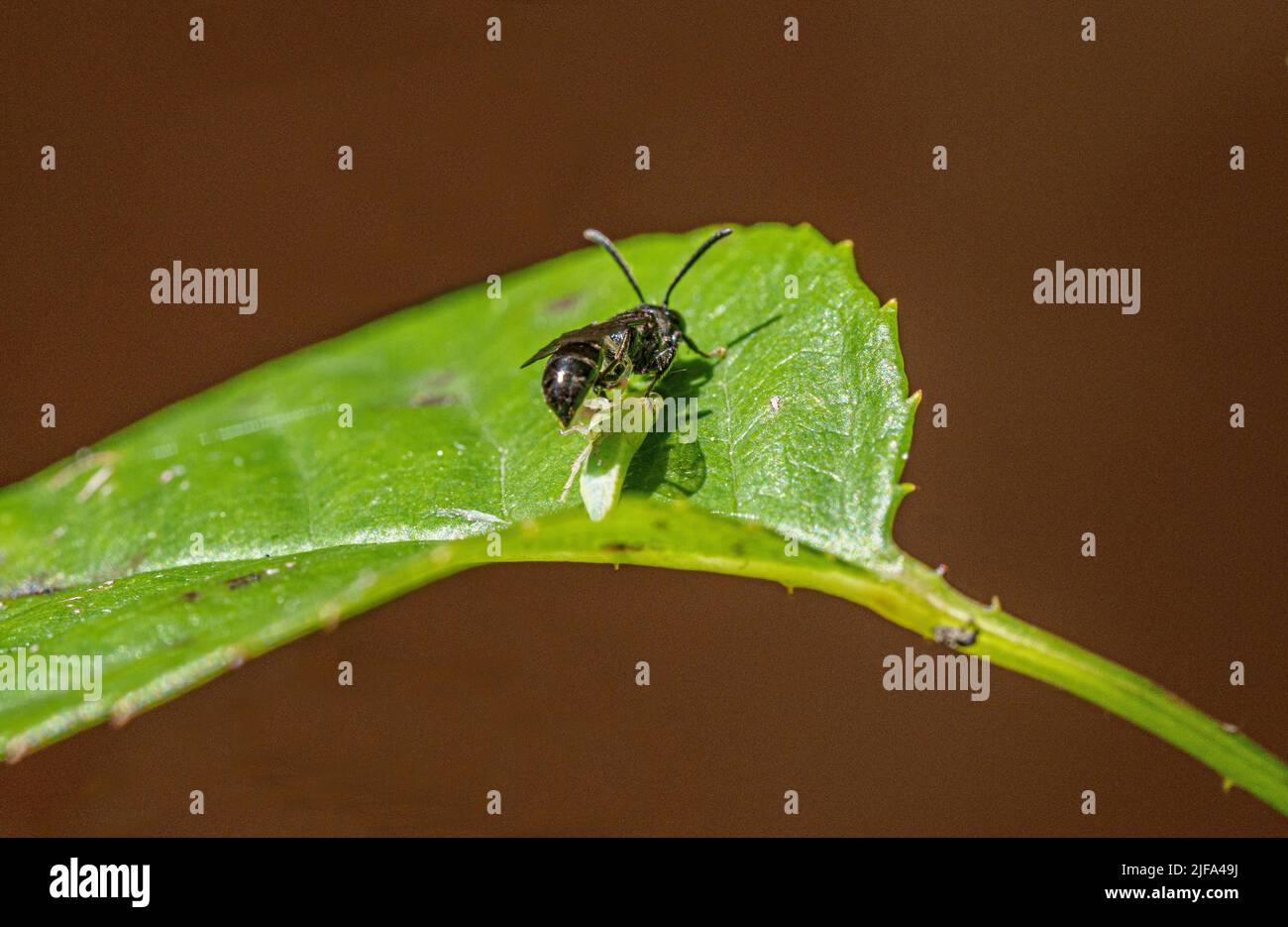 Primo piano, piccola ape selvaggia nera o weps con afide come preda su foglia di rosa, Baden-Baden, Baden-Wuerttemberg, Germania Foto Stock