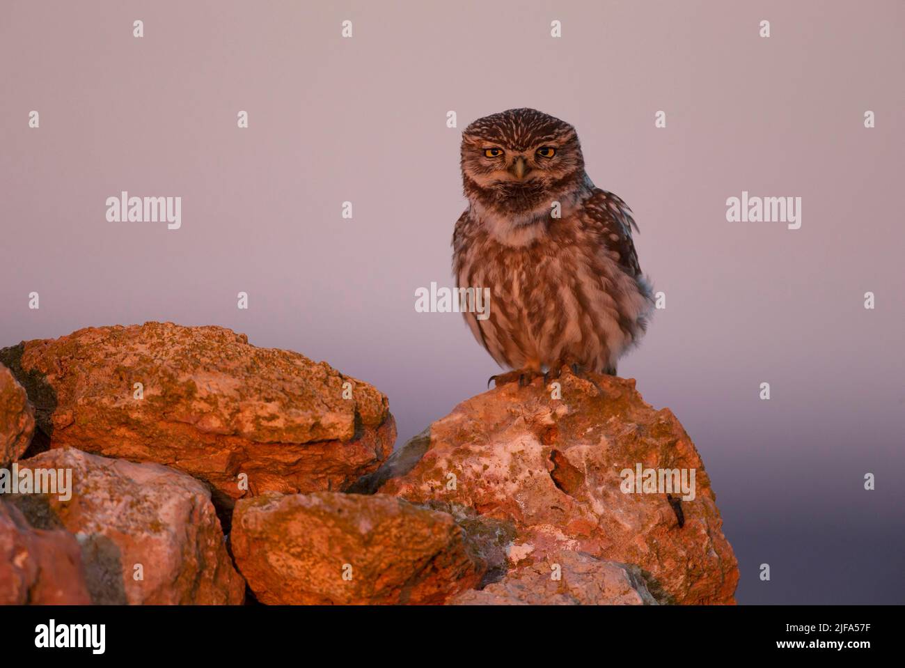 Little Owl (Athene noctua), Aragona, Spagna Foto Stock