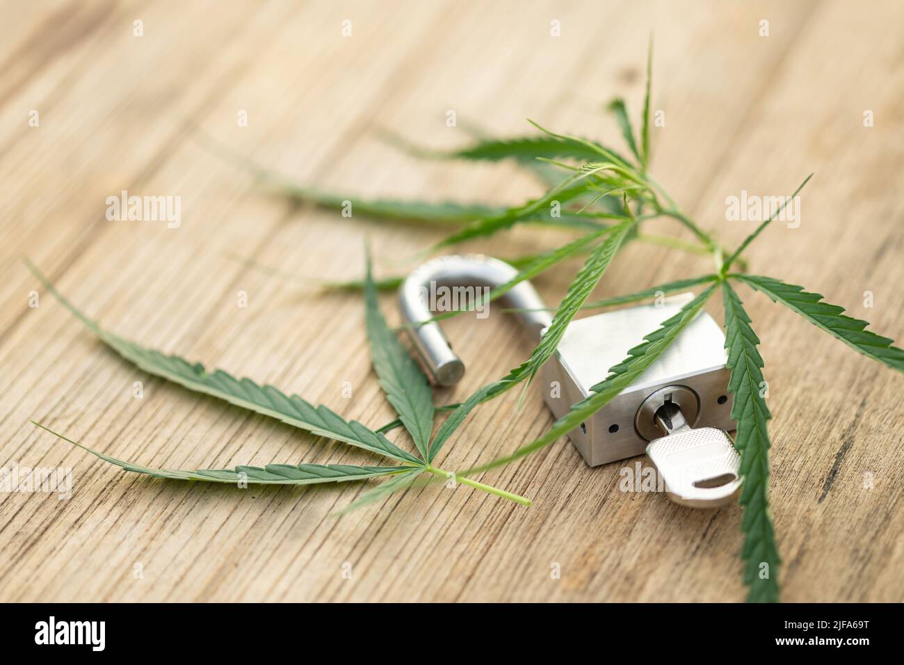 Macro ramo di foglia di marijuana fresca e chiave d'argento su sfondo ponte di legno, Sblocca marijuana concetto. Foto Stock