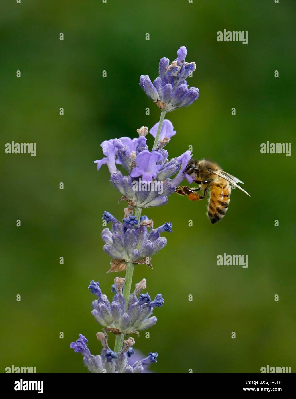 Ape al miele (Apis mellifera), raccolta del nettare su vera lavanda comune (Lavandula angustifolia), Stoccarda, Baden-Wuerttemberg, Germania Foto Stock