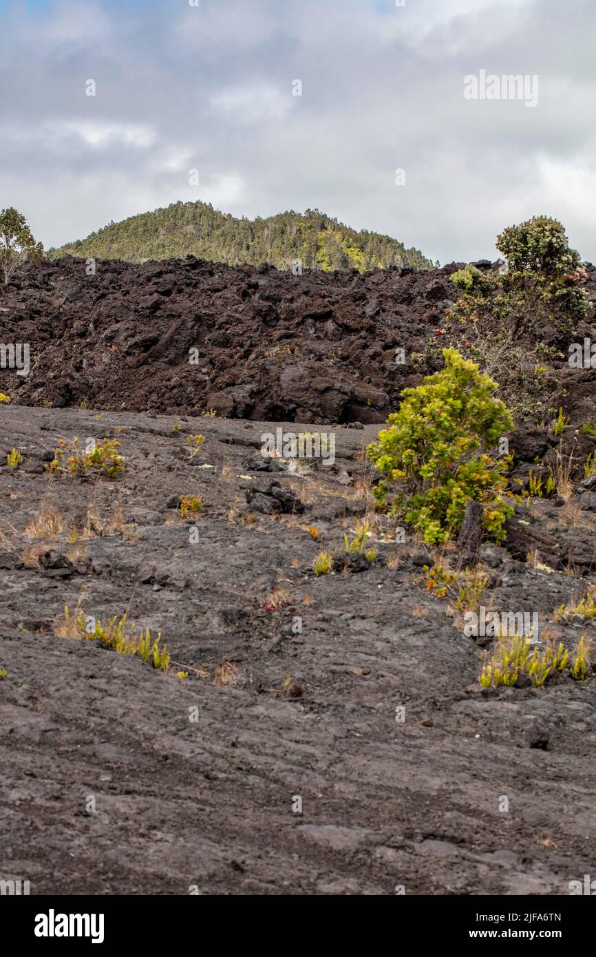 Sentiero, sentiero a Mauna Ulu fino al cratere di cenere pu'u Huluhulu, di fronte al flusso di lava Mauna Ulu del 1973, Hawai'i Volcanoes National Park, Big Island, Hawaii Foto Stock