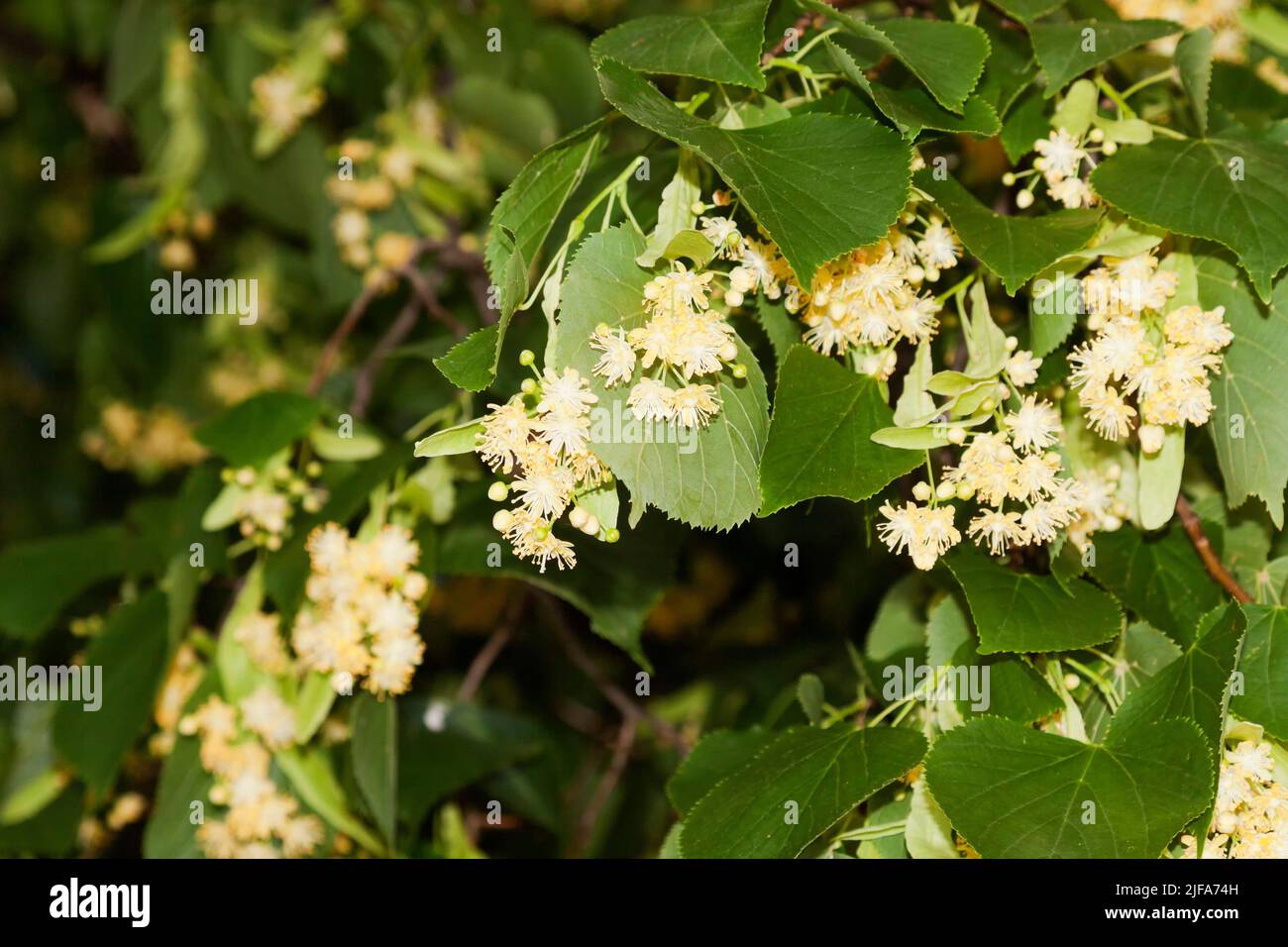 Fiori di tiglio di estate tiglio (Tilia plathyphyllos) Foto Stock