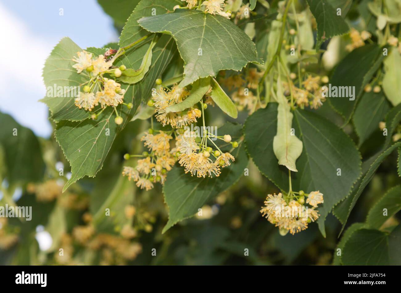 Fiori di tiglio di estate tiglio (Tilia plathyphyllos) Foto Stock