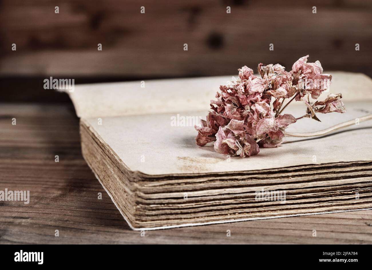 Fiore rosso secco su vecchio libro, ricordi e attività romantica Foto Stock