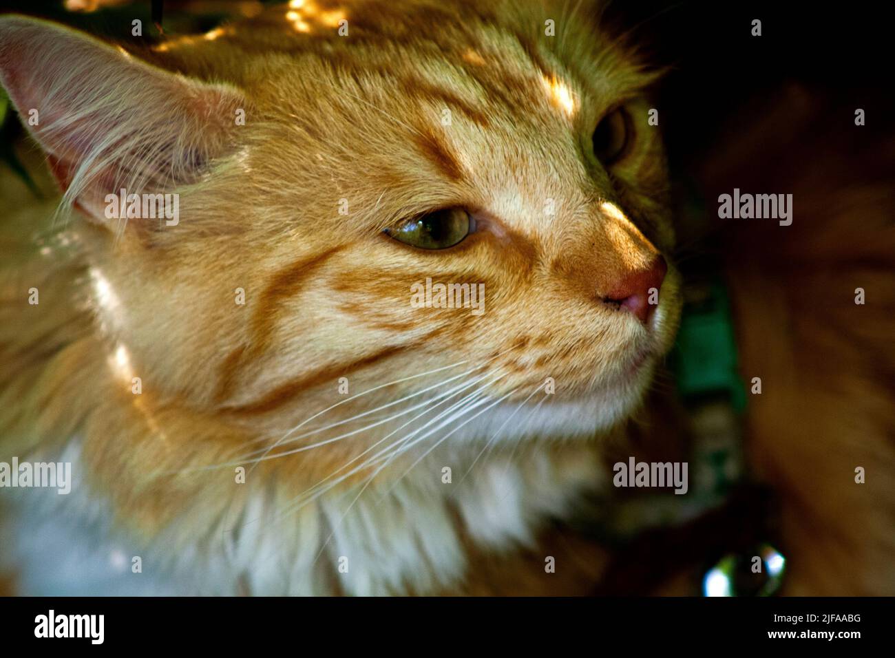 Il gatto ha una passeggiata nella foresta Foto Stock