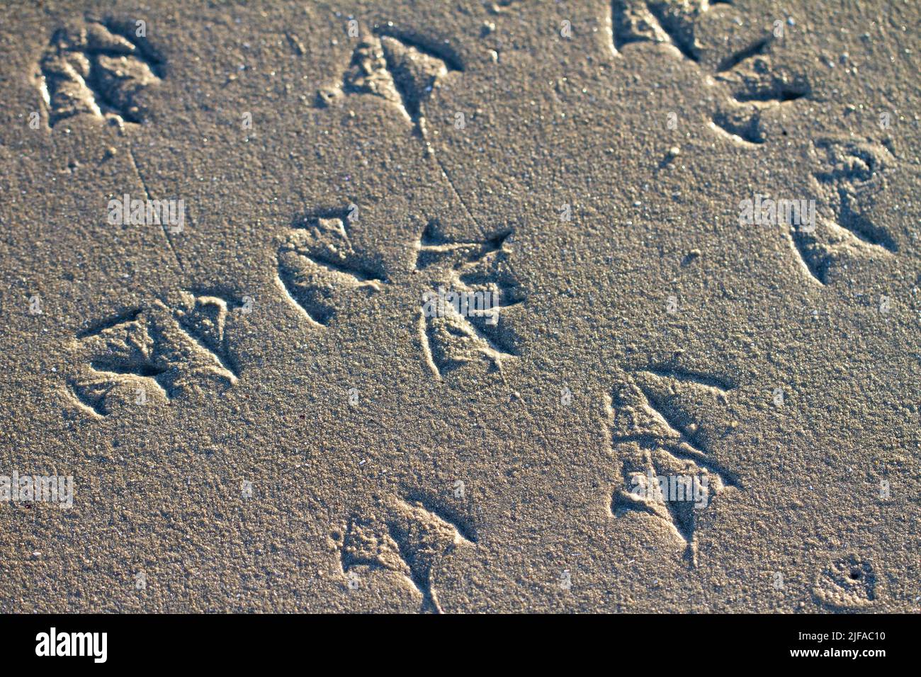 Impronte di gabbiano in sabbia bagnata Foto Stock