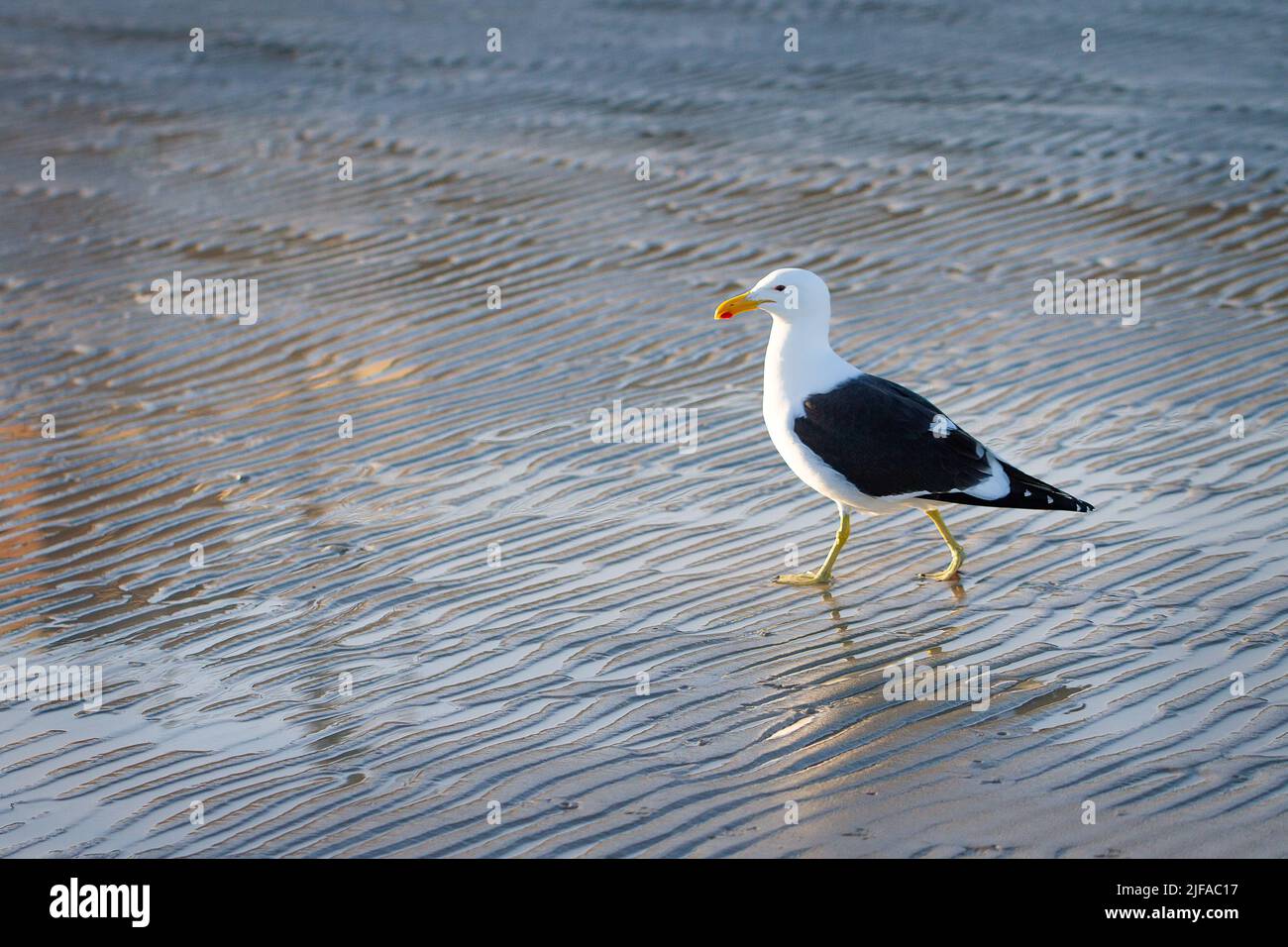 Gabbiano di Lone sulla spiaggia increspata Foto Stock