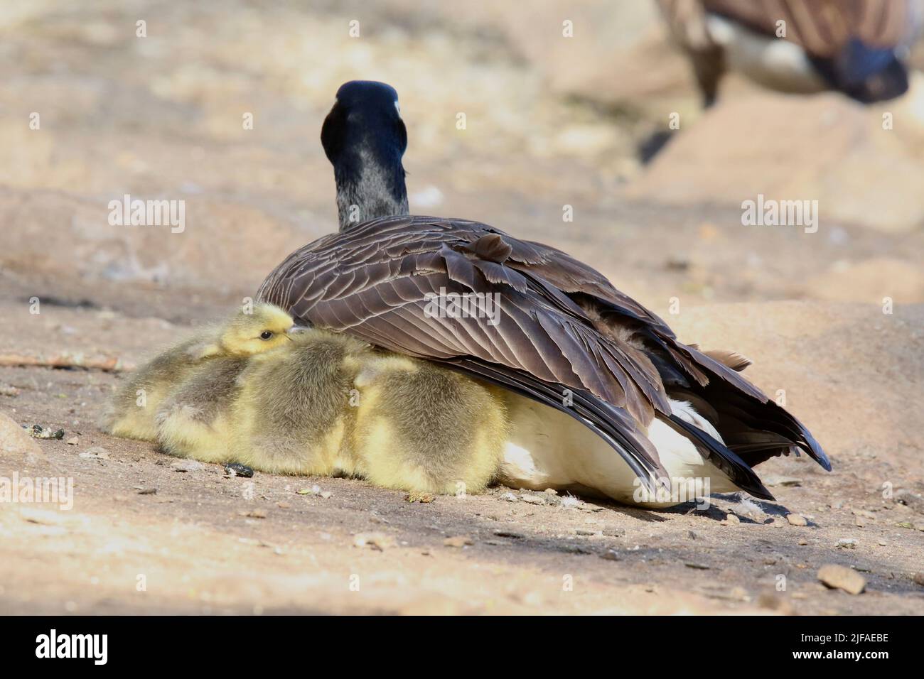 Canada oca Branta canadensis che ripara la sua famiglia di imbragature sotto la sua ala come si riposano e rimangono caldi Foto Stock