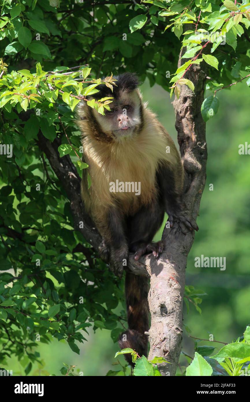 Una scimmia in natura. Le scimmie cappuccine robuste sono scimmie cappuccine del genere Sapajus. Foto Stock