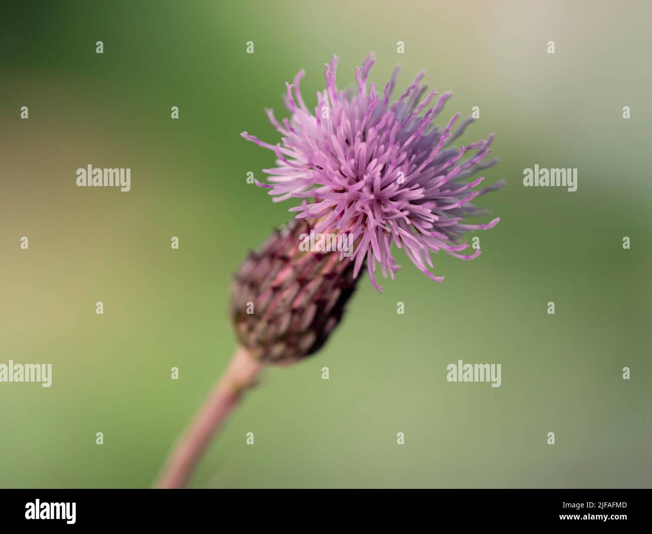 Il lilla a fiore viola chiaro del cardo cardo con il nome latino Cirsium arvense Foto Stock