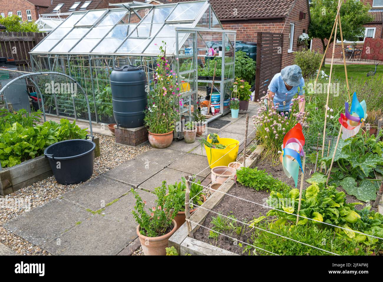 Occupato tendente ai letti rialzati fuori nel giardino di fronte ad una serra piena in estate Foto Stock