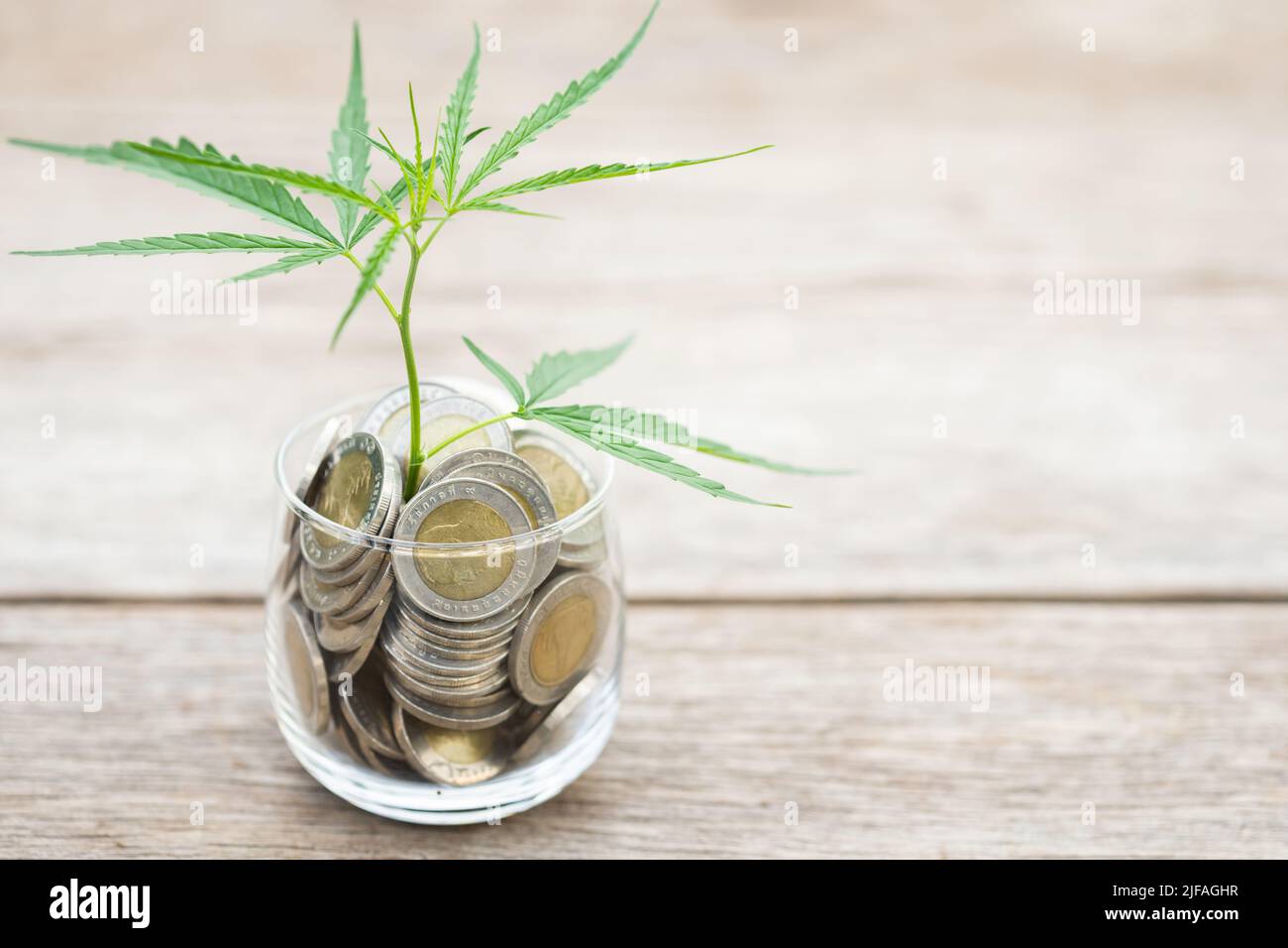 Primo piano verde foglia fresco di albero marijuana in vaso di monete su legno asse sfondo, crescita e concetto di investimento Foto Stock