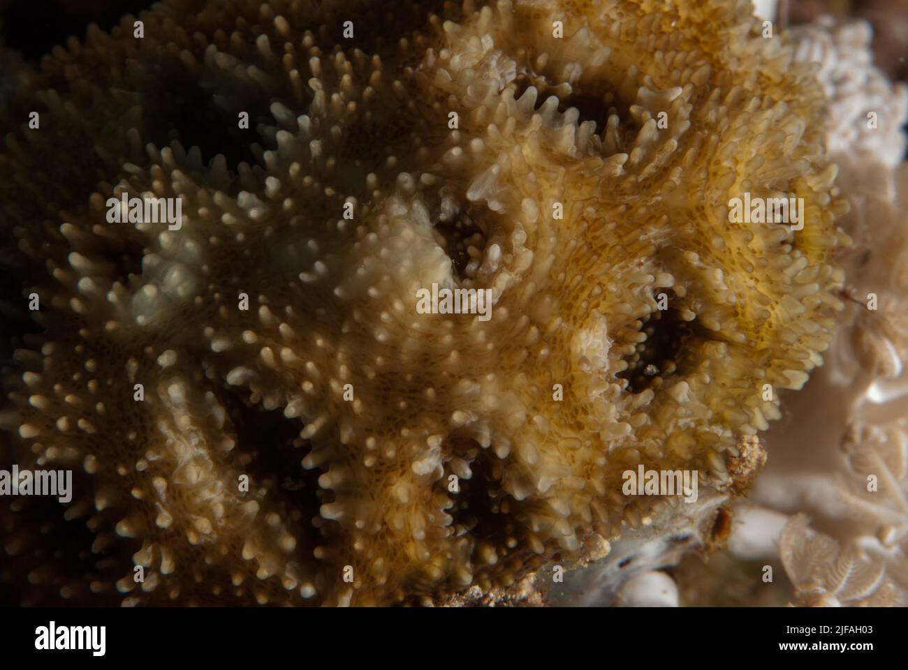 Corallo di pietra, Acanthastrea echinata, Lobophylliidae, Sharm el Sheikh Mar Rosso, Egitto Foto Stock