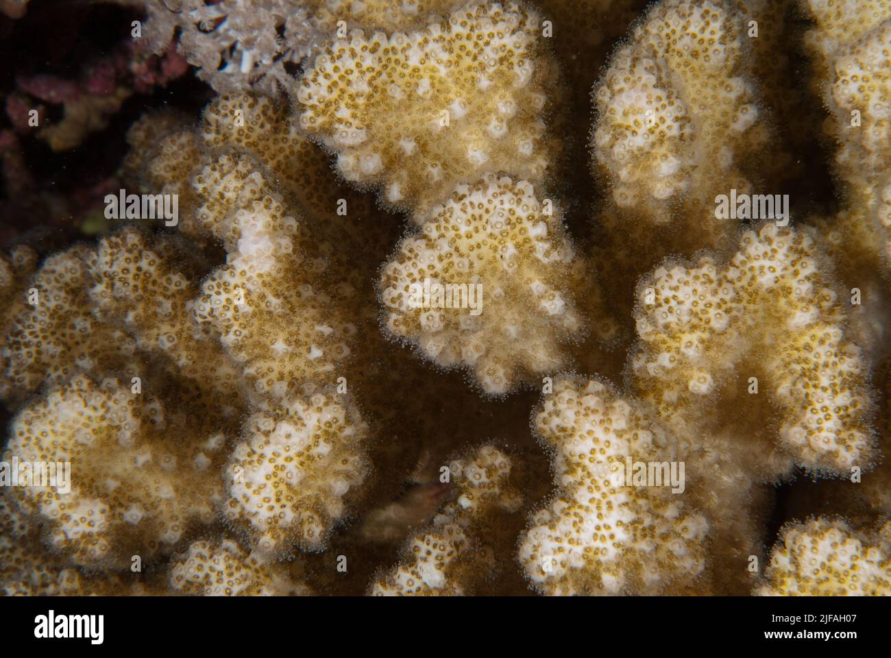 Corallo duro, Pocillopora verrucosa, Pocilloporidae, Sharm el Sheikh Mar Rosso, Egitto Foto Stock