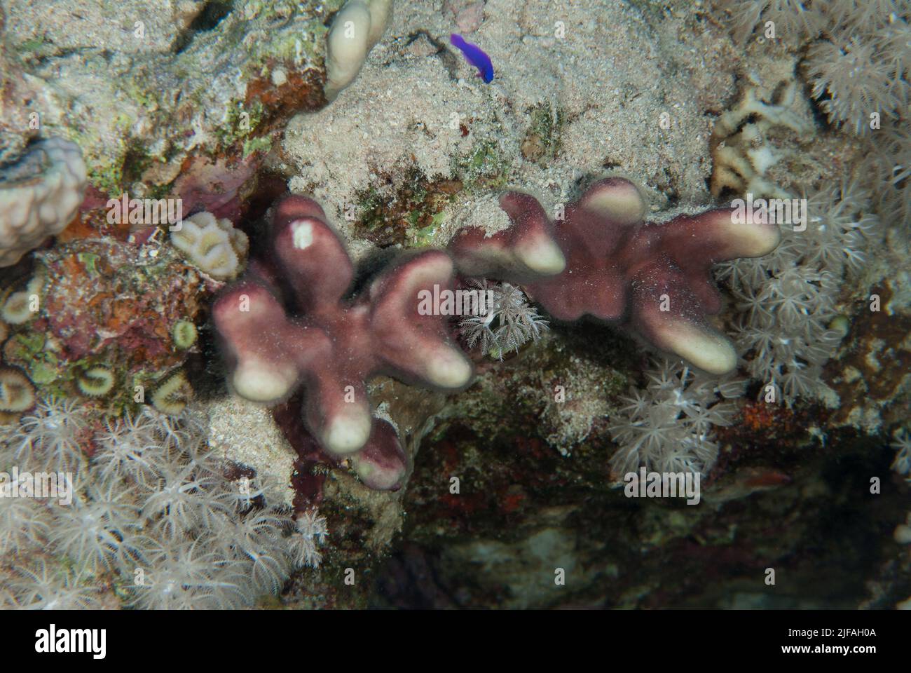 Corallo di pietra, Stylophora pistellata, Pocilloporidae, Sharm el Sheikh, Mar Rosso, Egitto Foto Stock