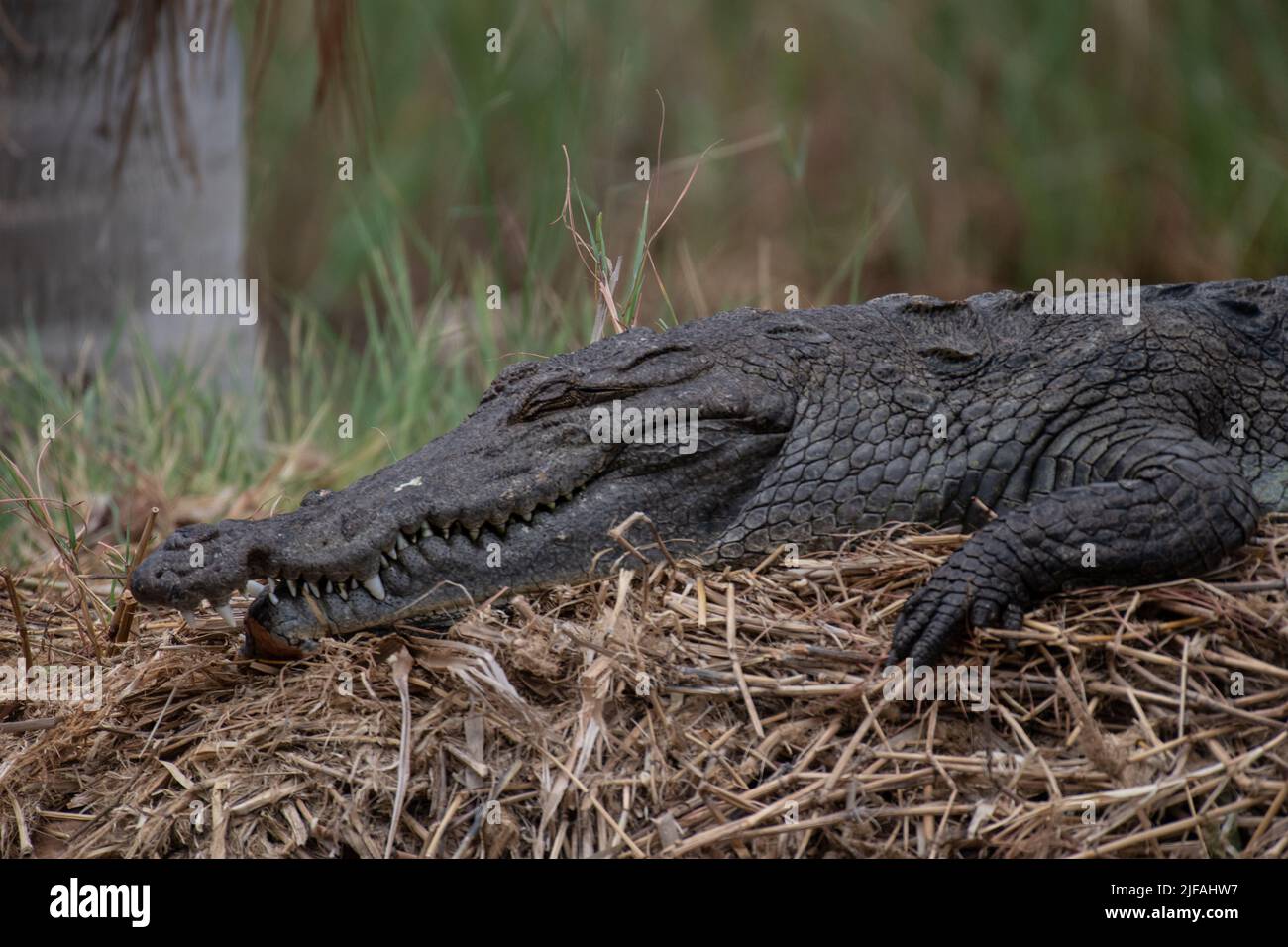 Coccodrillo africano, Crocodylus niloticus, Crocodylidae, Parco Nazionale del Lago Baringo, Kenya, Africa Foto Stock