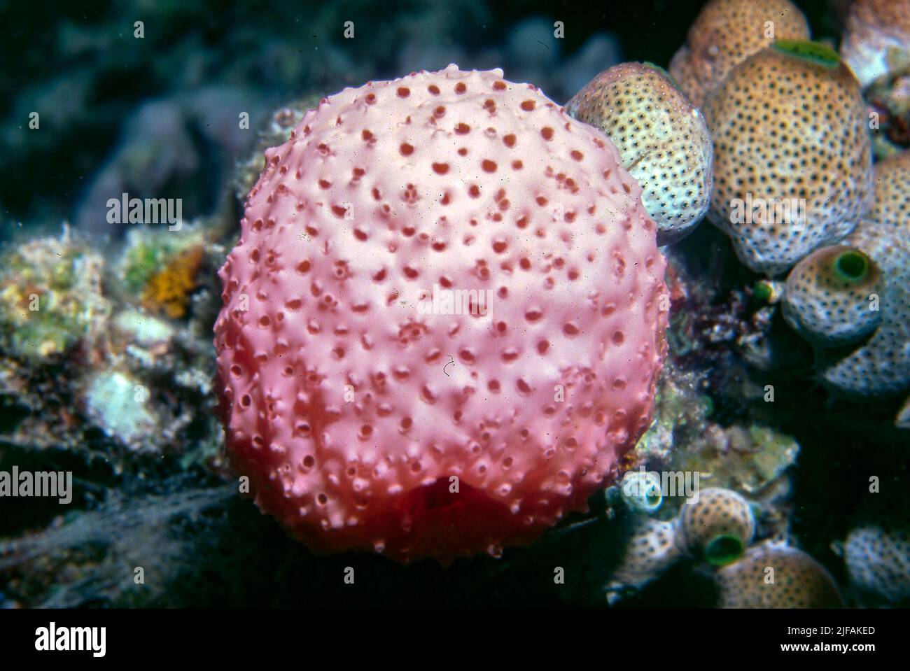 Eucolium sp., da Embudu Village, le Maldive. Foto Stock